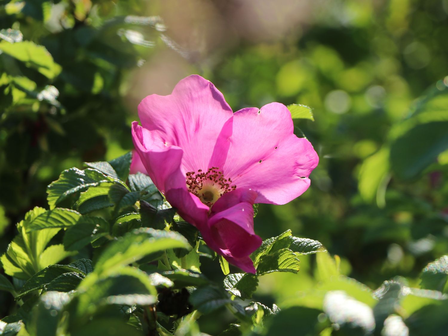 Apfelrose / Kartoffelrose / Hagebutte - Rosa rugosa