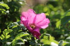 Apfelrose / Kartoffelrose / Hagebutte - Rosa rugosa