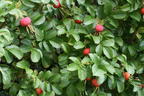 Apfelrose / Kartoffelrose / Hagebutte - Rosa rugosa