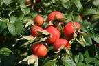 Apfelrose / Kartoffelrose / Hagebutte - Rosa rugosa