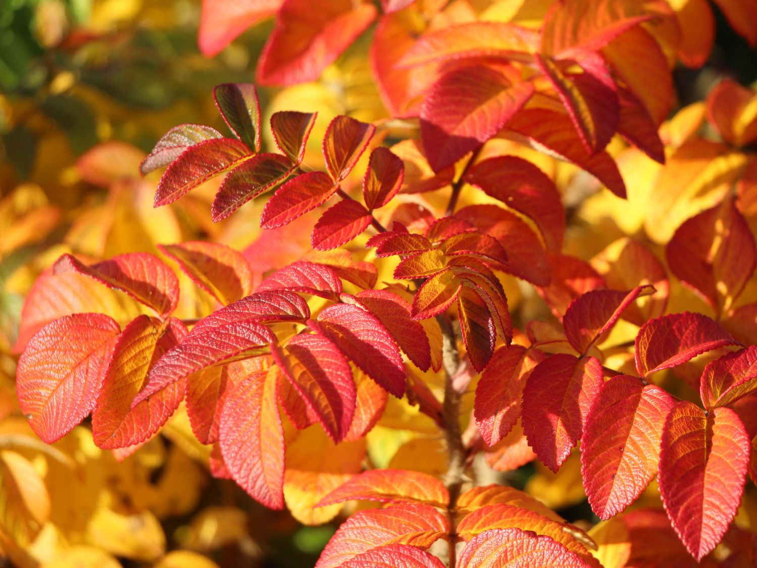Apfelrose / Kartoffelrose / Hagebutte - Rosa rugosa