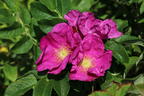 Apfelrose / Kartoffelrose / Hagebutte - Rosa rugosa