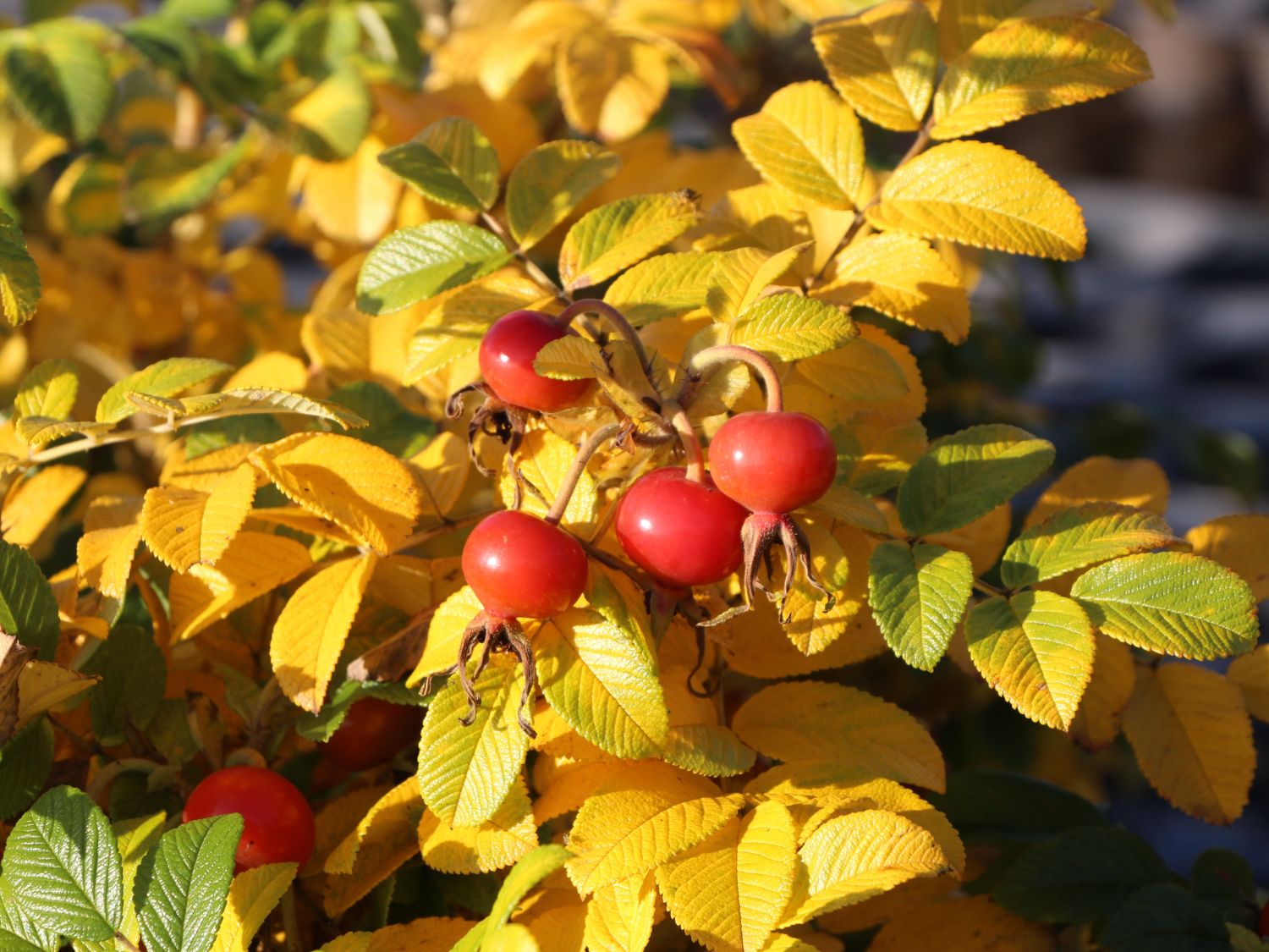 Apfelrose / Kartoffelrose / Hagebutte - Rosa rugosa