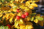 Apfelrose / Kartoffelrose / Hagebutte - Rosa rugosa