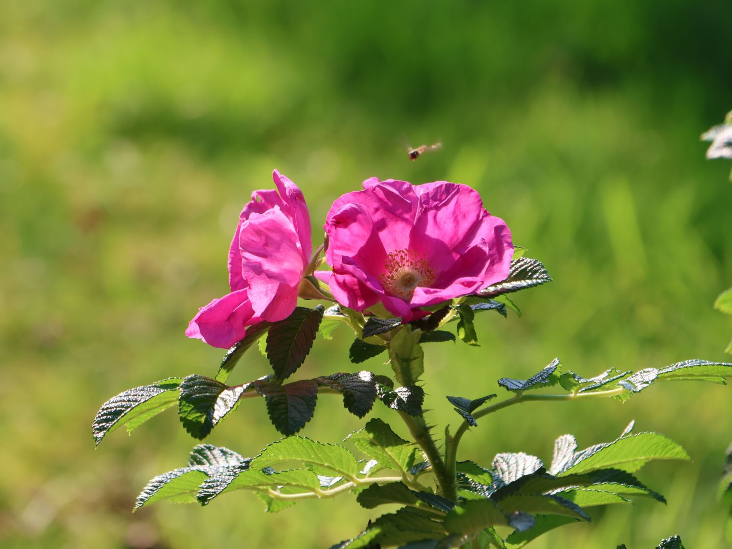 Apfelrose / Kartoffelrose / Hagebutte - Rosa rugosa