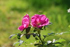 Apfelrose / Kartoffelrose / Hagebutte - Rosa rugosa