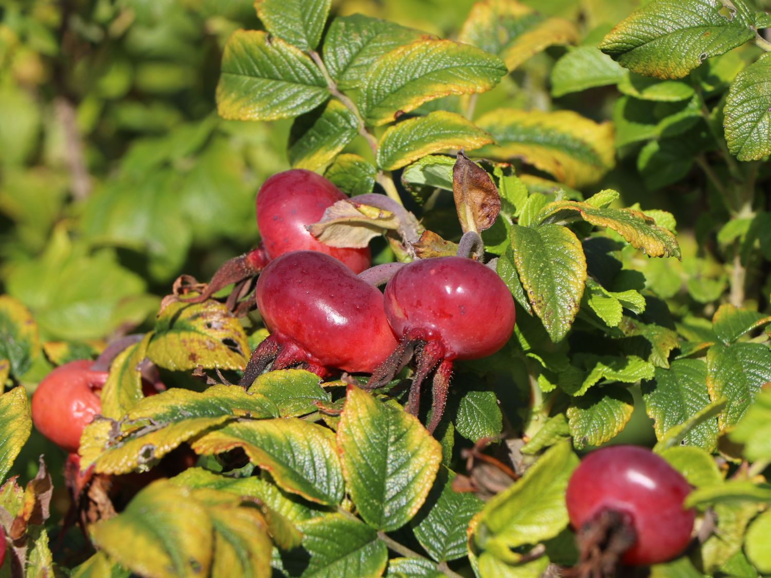 Apfelrose / Kartoffelrose / Hagebutte - Rosa rugosa