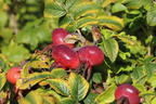 Apfelrose / Kartoffelrose / Hagebutte - Rosa rugosa