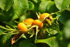 Apfelrose / Kartoffelrose / Hagebutte 'Sölring' (Hellrosa) - Rosa rugosa 'Sölring' (Hellrosa)