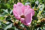 Apfelrose / Kartoffelrose / Hagebutte 'Sölring' (Hellrosa) - Rosa rugosa 'Sölring' (Hellrosa)