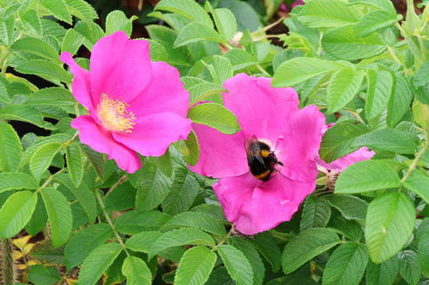 Apfelrose 'SPEKjam' Jam-a-licious - Rosa 'SPEKjam' Jam-a-licious