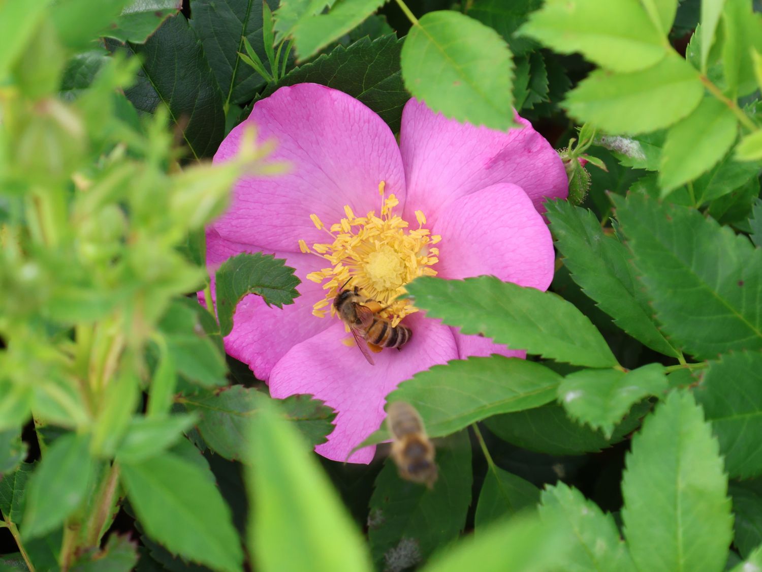 Apfelrose 'SPEKjam' Jam-a-licious - Rosa 'SPEKjam' Jam-a-licious