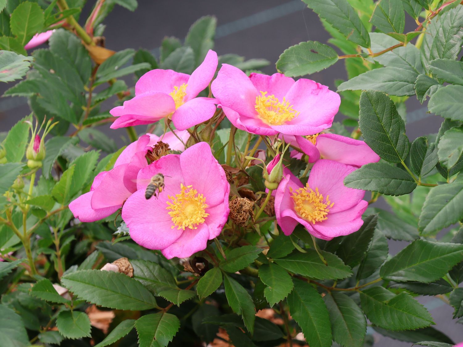 Apfelrose 'SPEKjam' Jam-a-licious - Rosa 'SPEKjam' Jam-a-licious