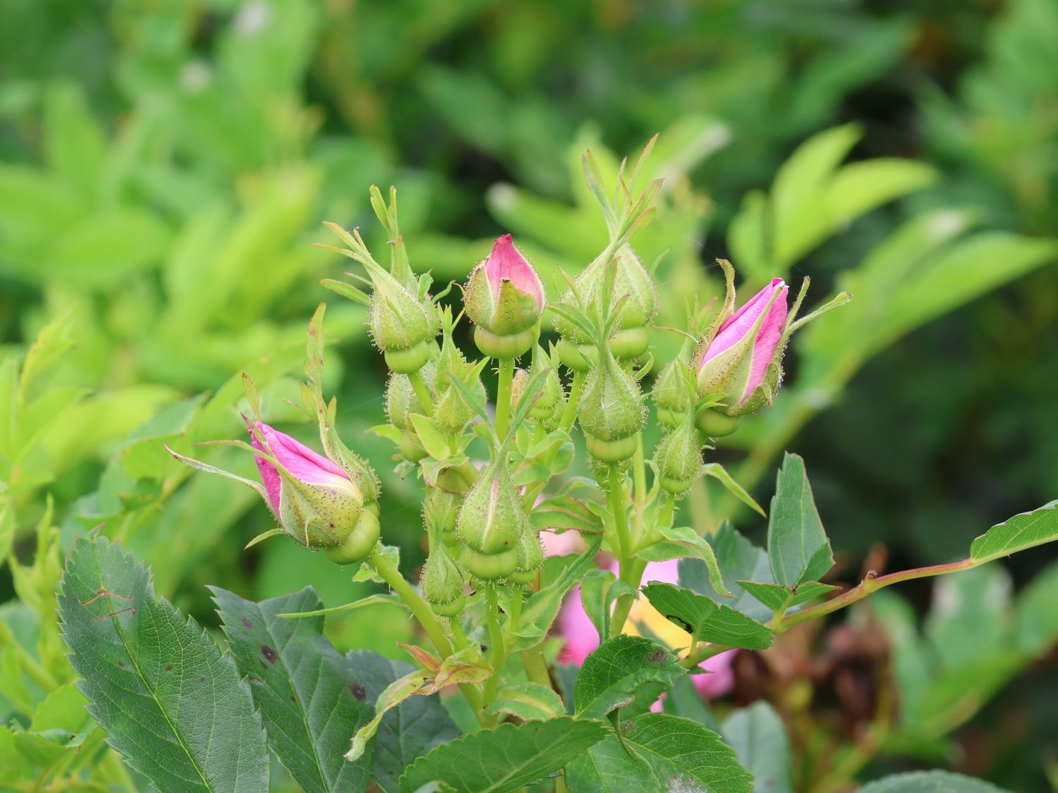 Apfelrose 'SPEKjam' Jam-a-licious - Rosa 'SPEKjam' Jam-a-licious