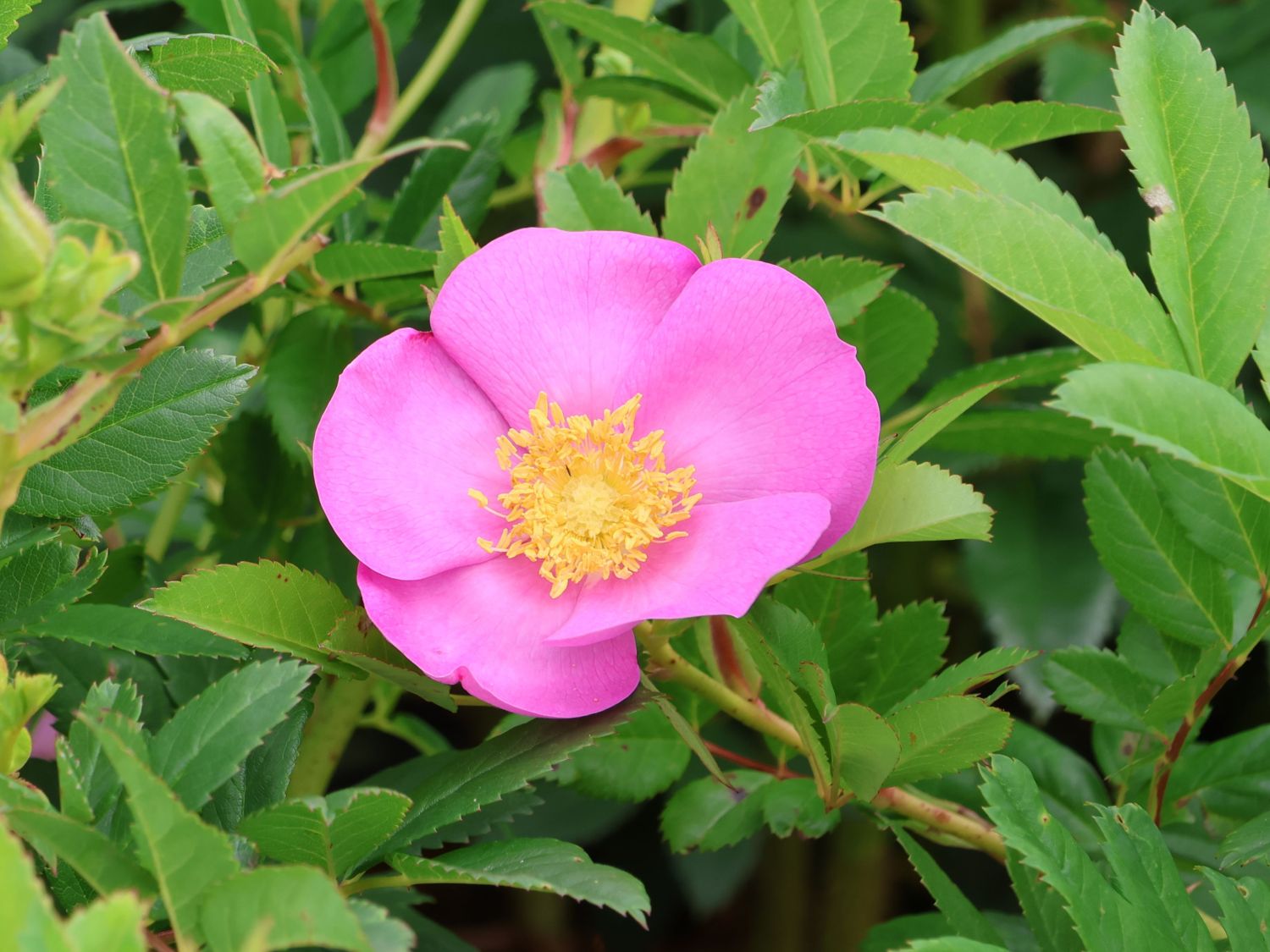 Apfelrose 'SPEKjam' Jam-a-licious - Rosa 'SPEKjam' Jam-a-licious