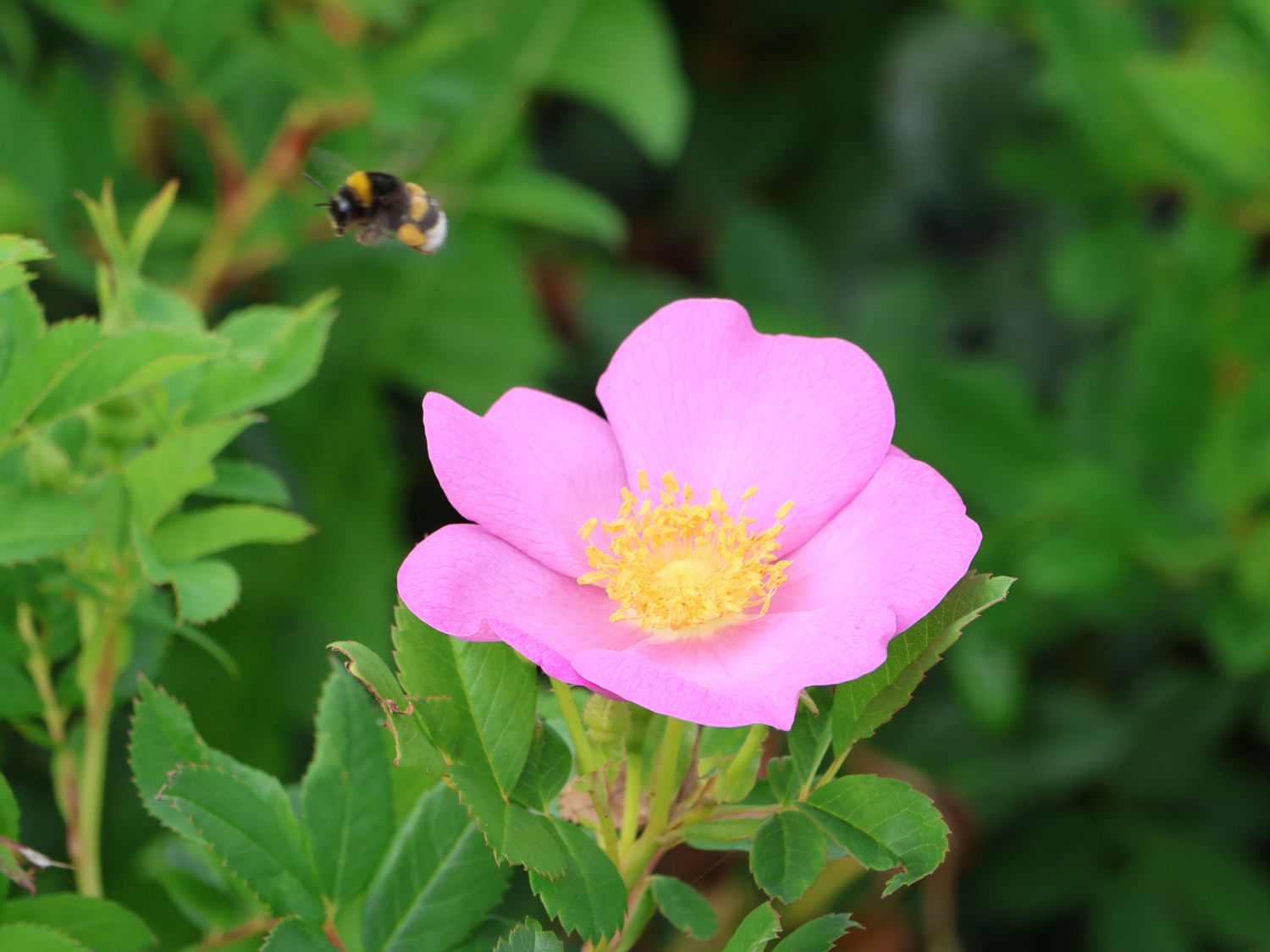 Apfelrose 'SPEKjam' Jam-a-licious - Rosa 'SPEKjam' Jam-a-licious