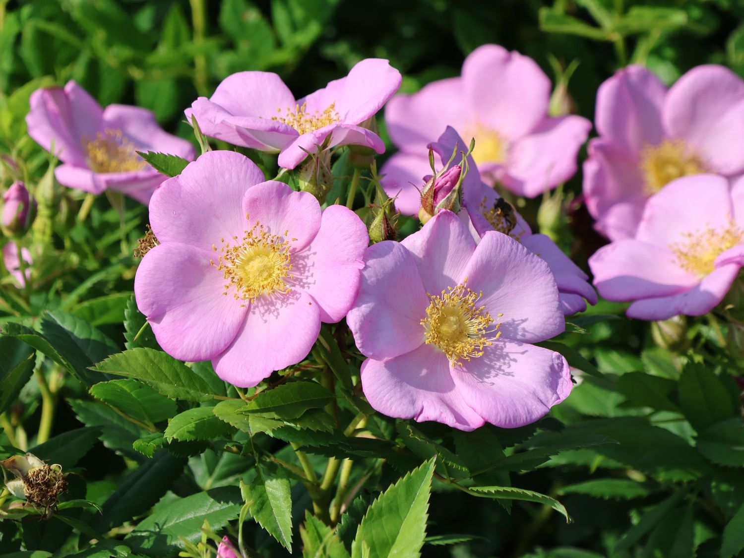 Apfelrose 'SPEKjam' Jam-a-licious - Rosa 'SPEKjam' Jam-a-licious