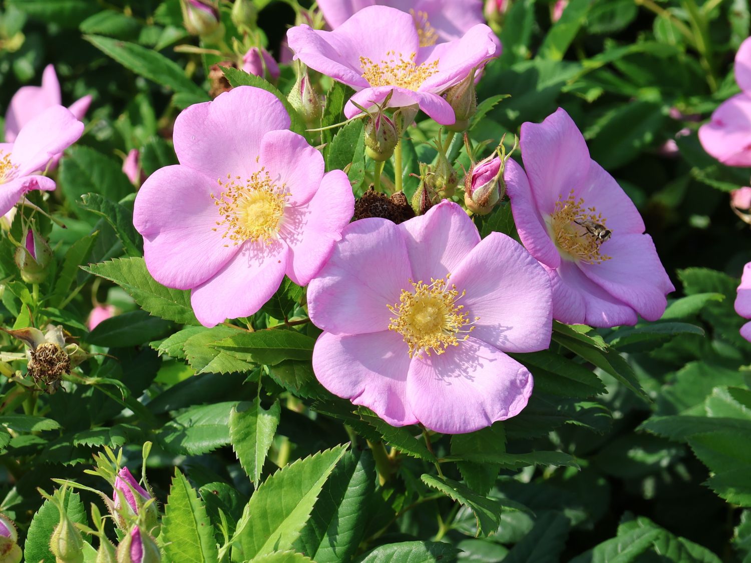 Apfelrose 'SPEKjam' Jam-a-licious - Rosa 'SPEKjam' Jam-a-licious