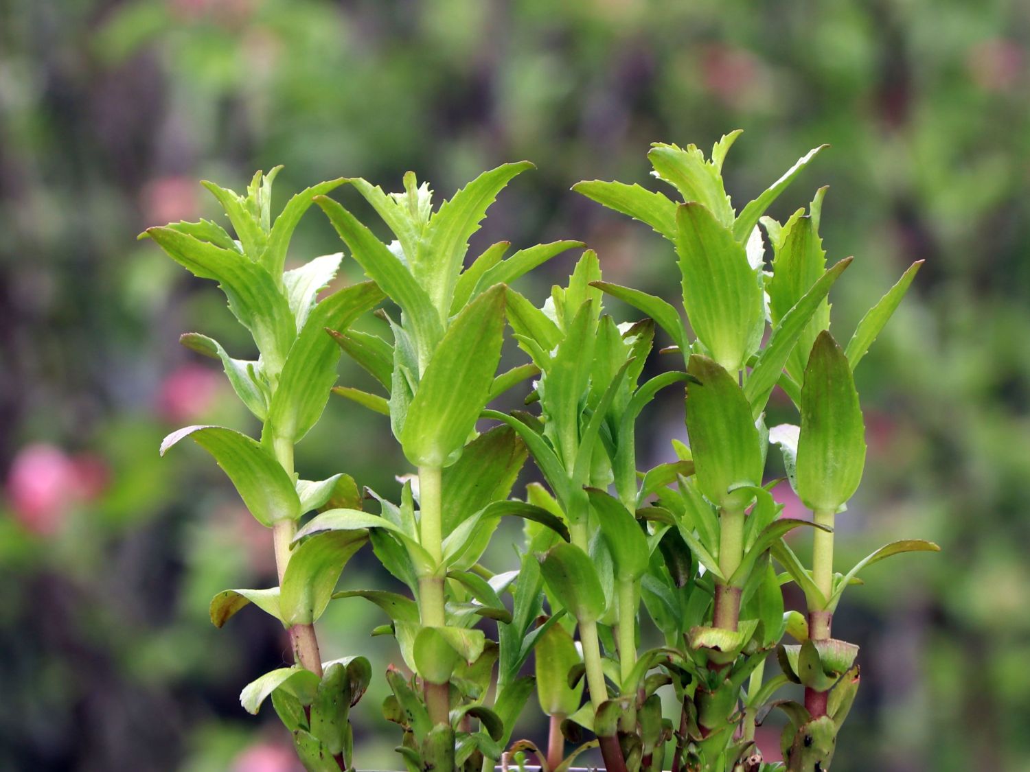 Apotheker Gnadenkraut