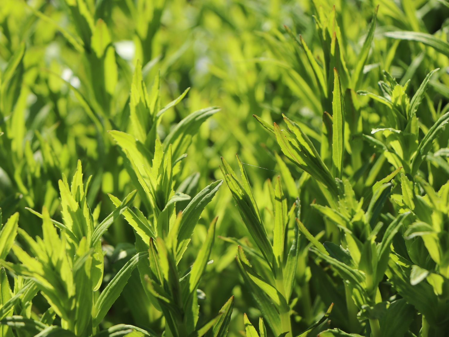 Gnadenkräuter (Gratiola)