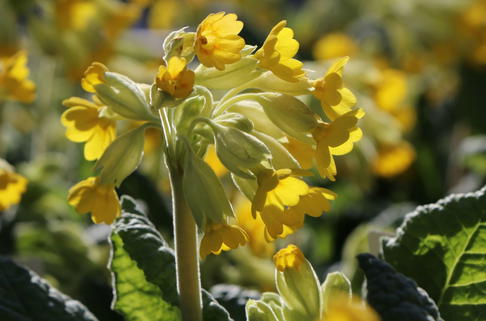 Apotheker-Schlüsselblume / Himmelsschlüssel - Primula veris