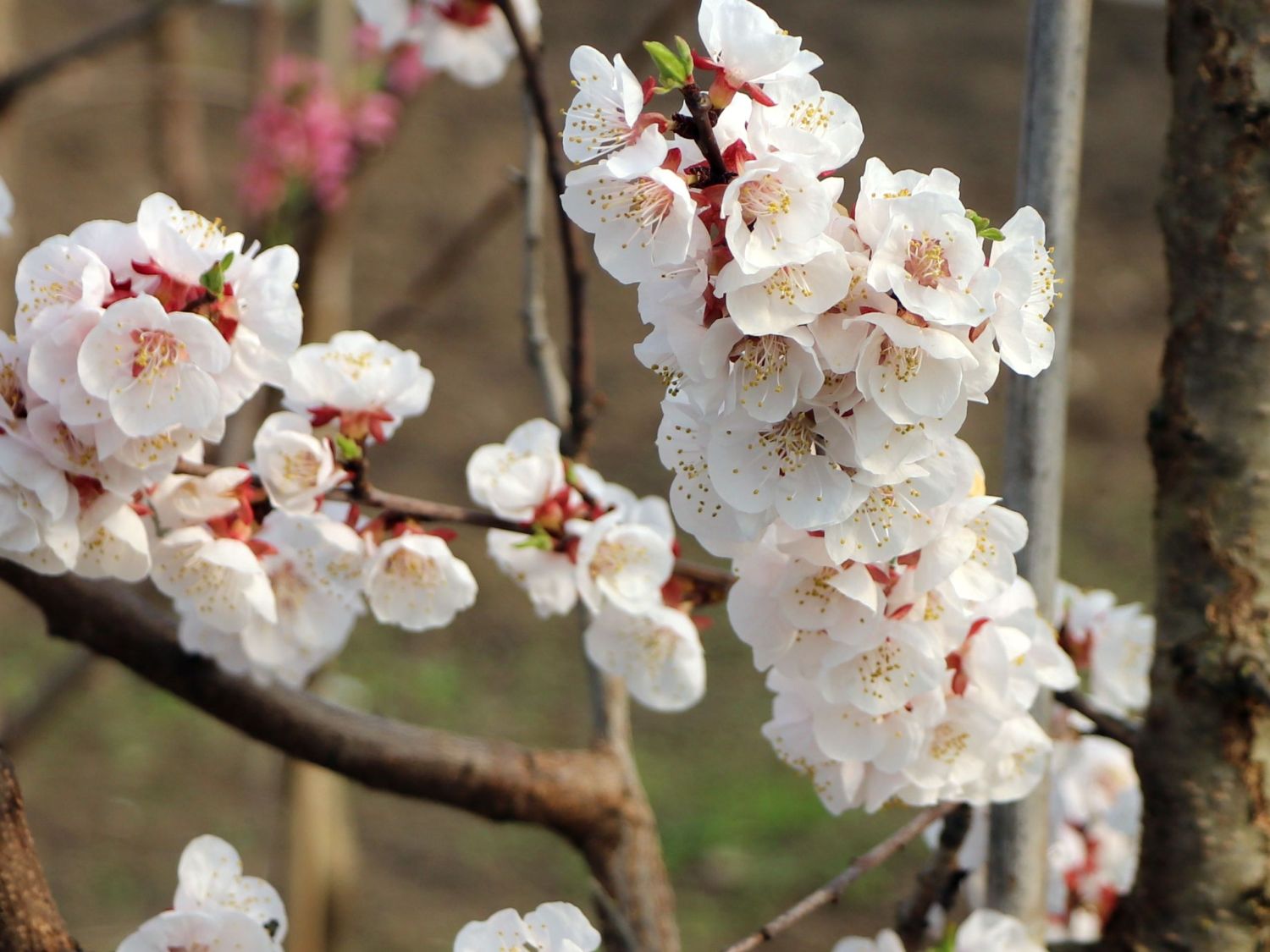 Aprikose 'Harogem' - Prunus armeniaca 'Harogem'