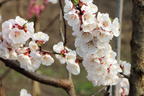 Aprikose 'Harogem' - Prunus armeniaca 'Harogem'