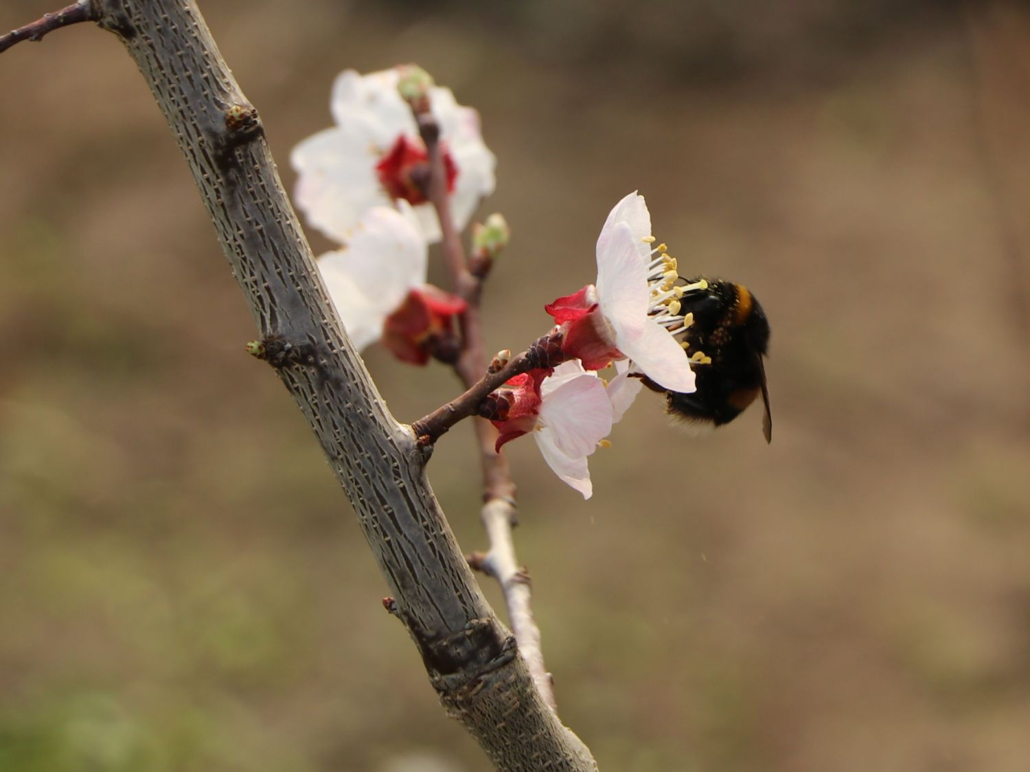 Aprikose 'Harogem' - Prunus armeniaca 'Harogem'