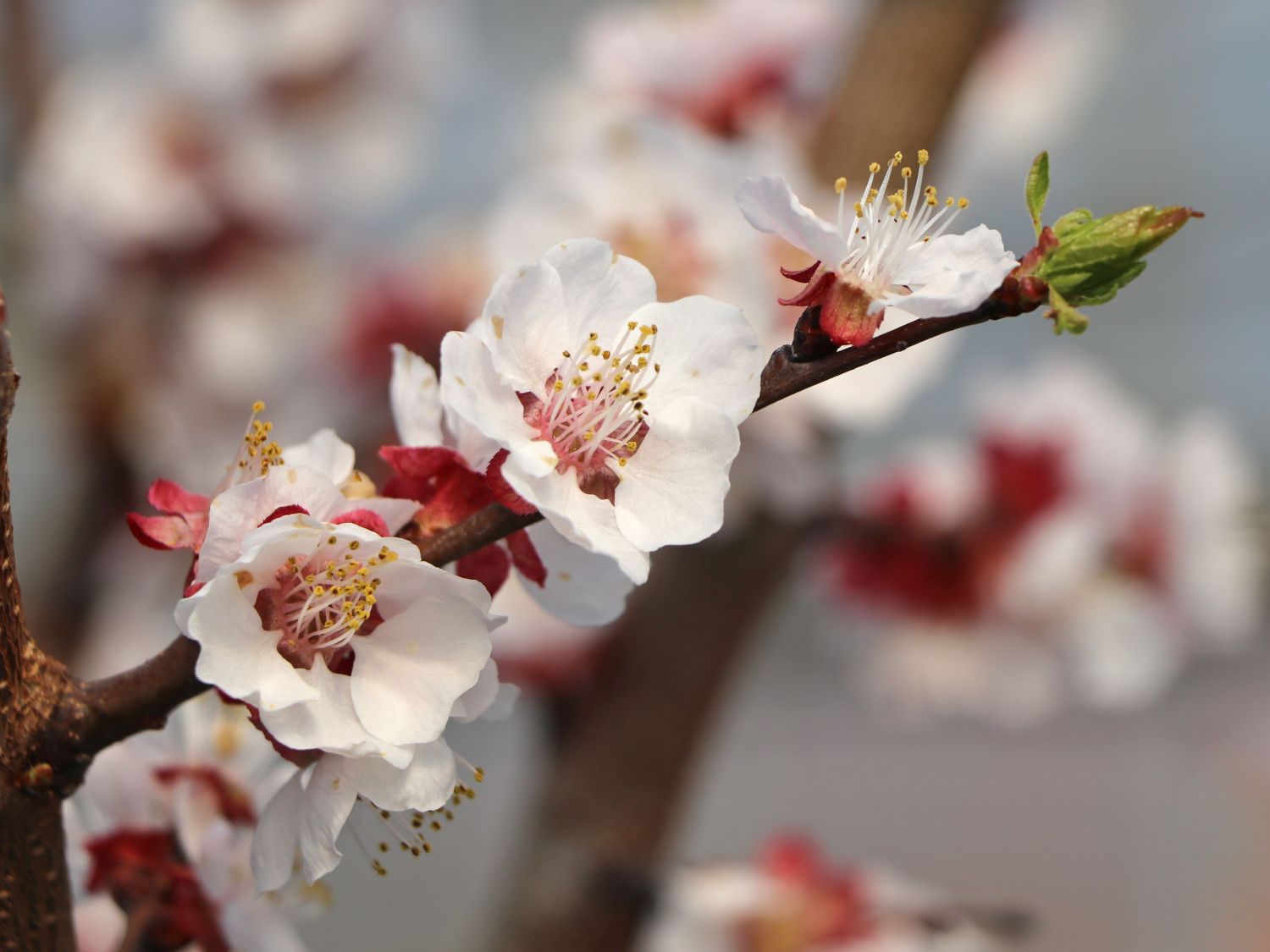 Aprikose - Prunus armeniaca