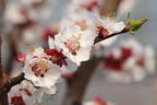 Aprikose - Prunus armeniaca