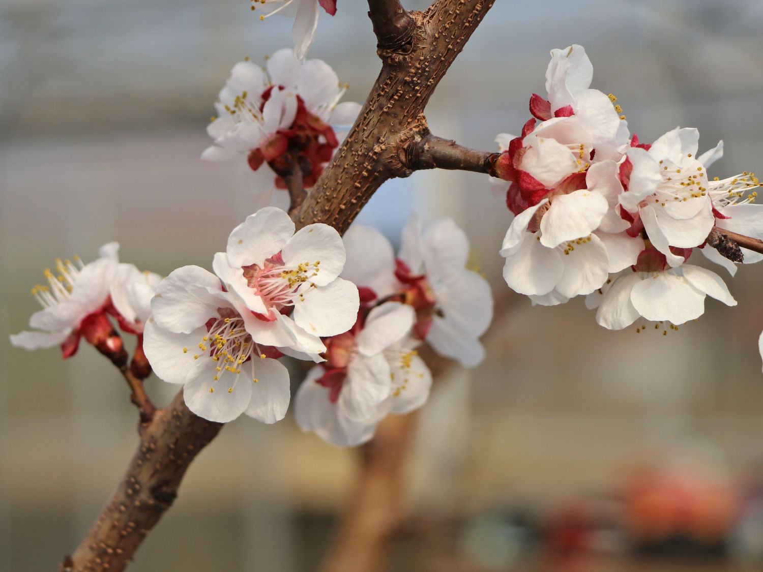 Aprikose - Prunus armeniaca