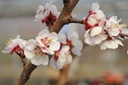 Aprikose - Prunus armeniaca