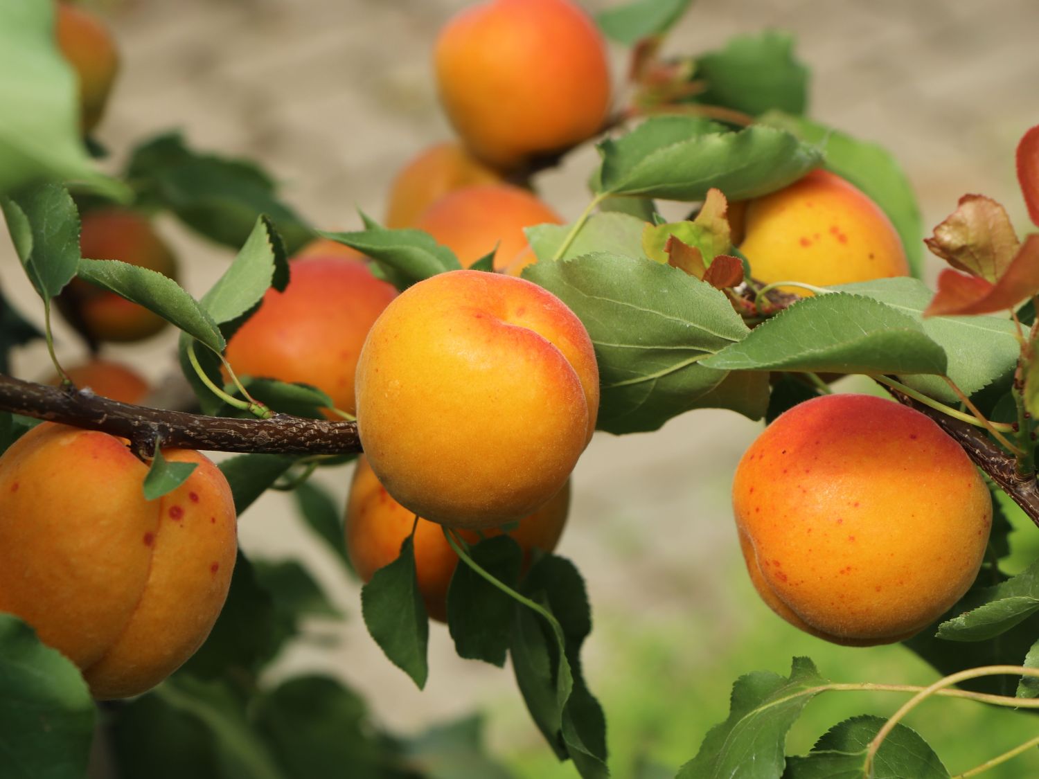 Aprikose 'Mombacher Frühaprikose' - Prunus armeniaca 'Mombacher Frühaprikose'