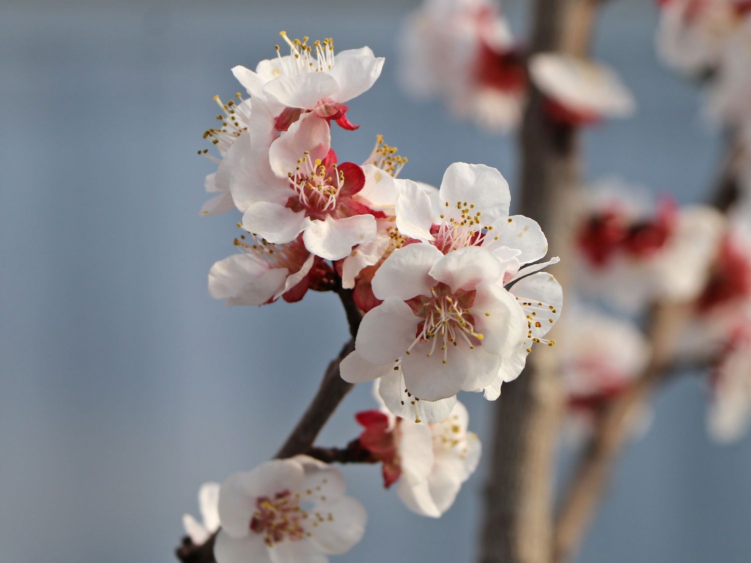 Aprikose 'Mombacher Frühaprikose' - Prunus armeniaca 'Mombacher Frühaprikose'