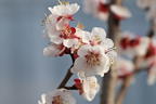 Aprikose 'Mombacher Frühaprikose' - Prunus armeniaca 'Mombacher Frühaprikose'