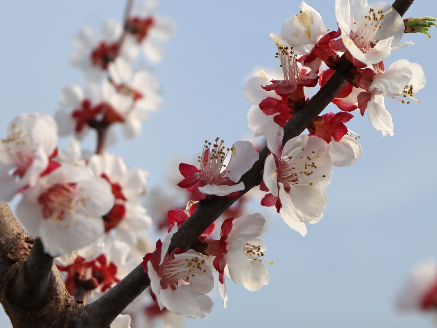 Aprikose 'Mombacher Frühaprikose' - Prunus armeniaca 'Mombacher Frühaprikose'
