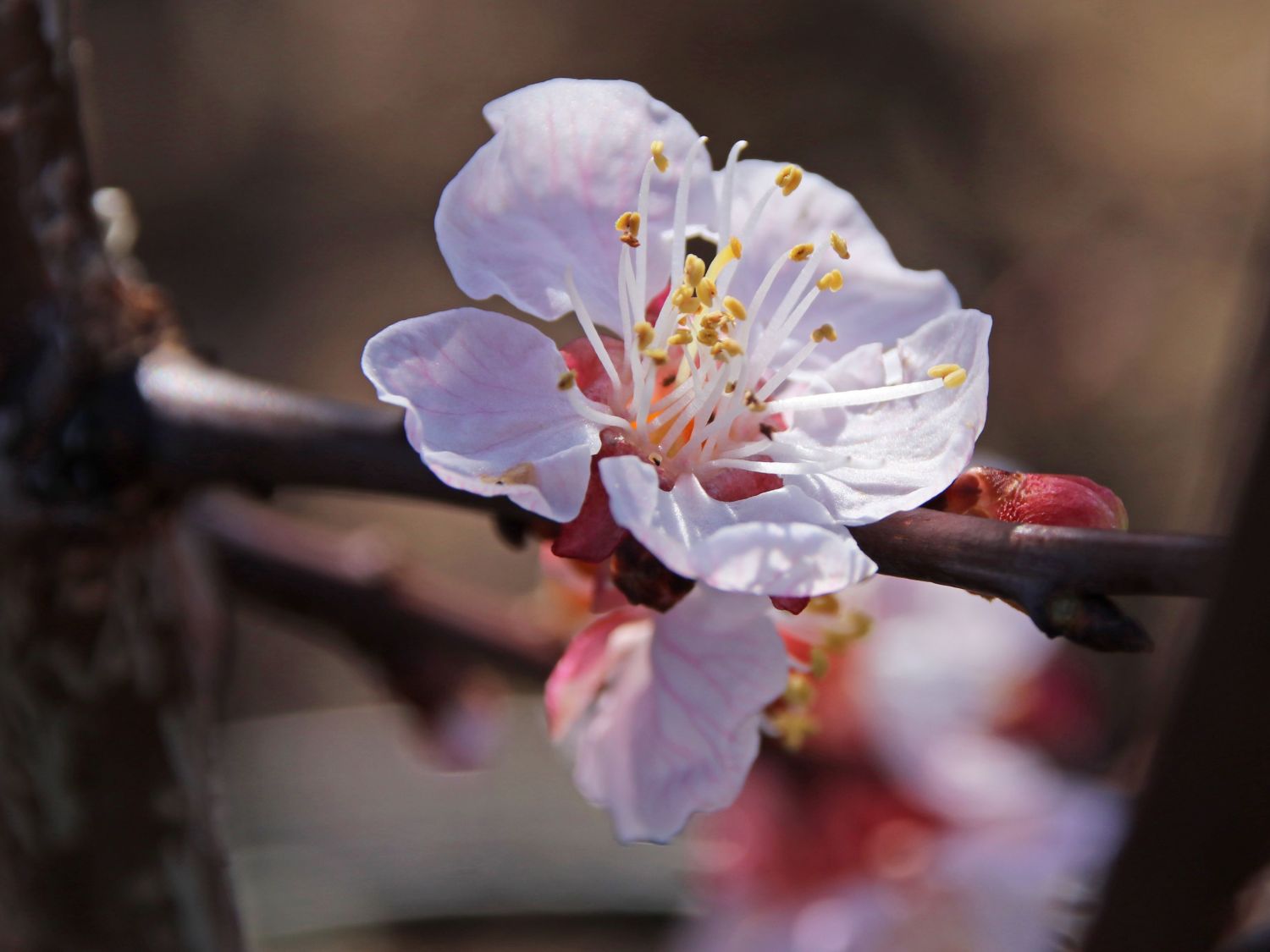 Aprikose 'Orangenaprikose' - Prunus armeniaca 'Orangenaprikose'