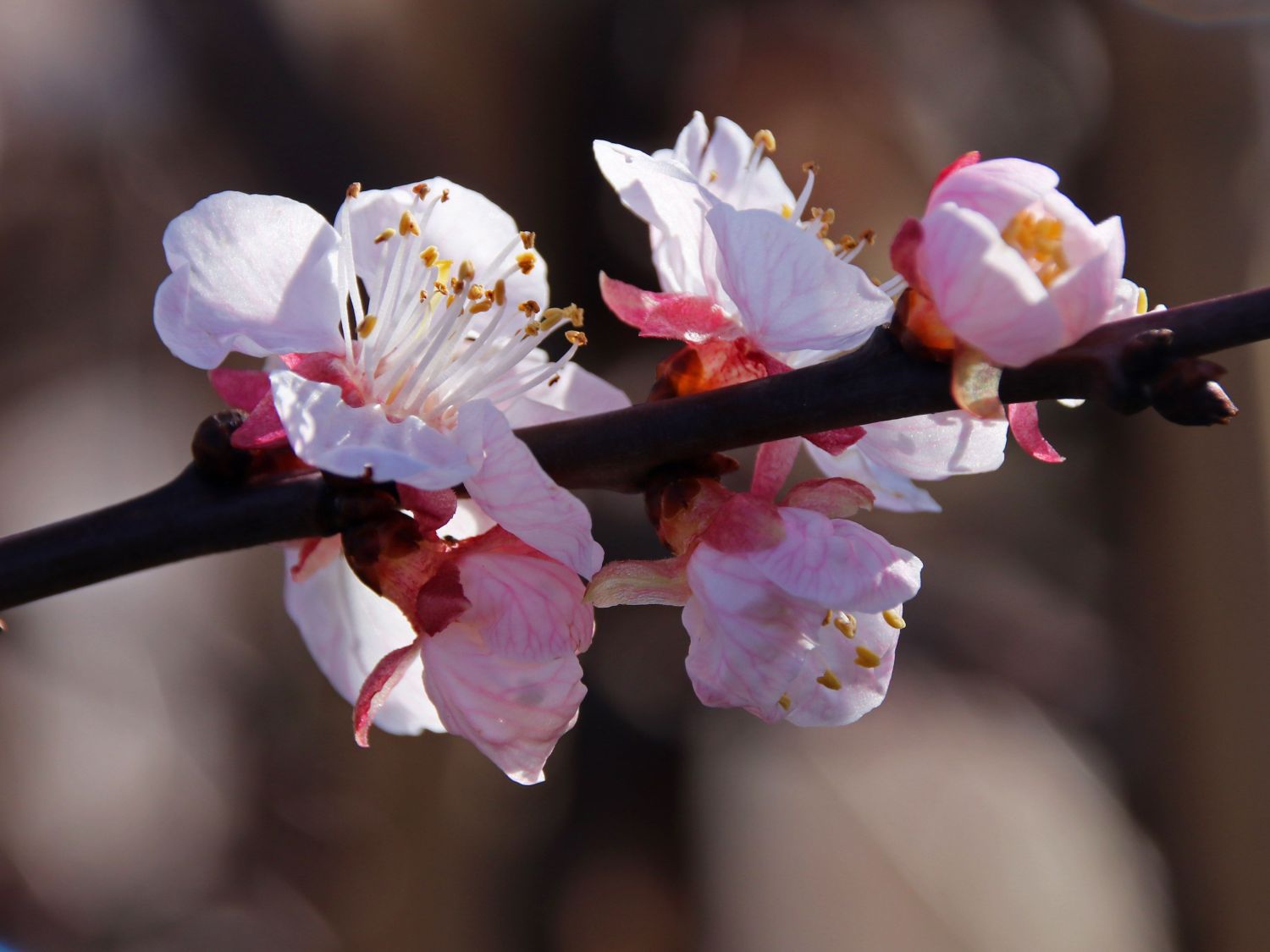 Aprikose 'Orangenaprikose' - Prunus armeniaca 'Orangenaprikose'