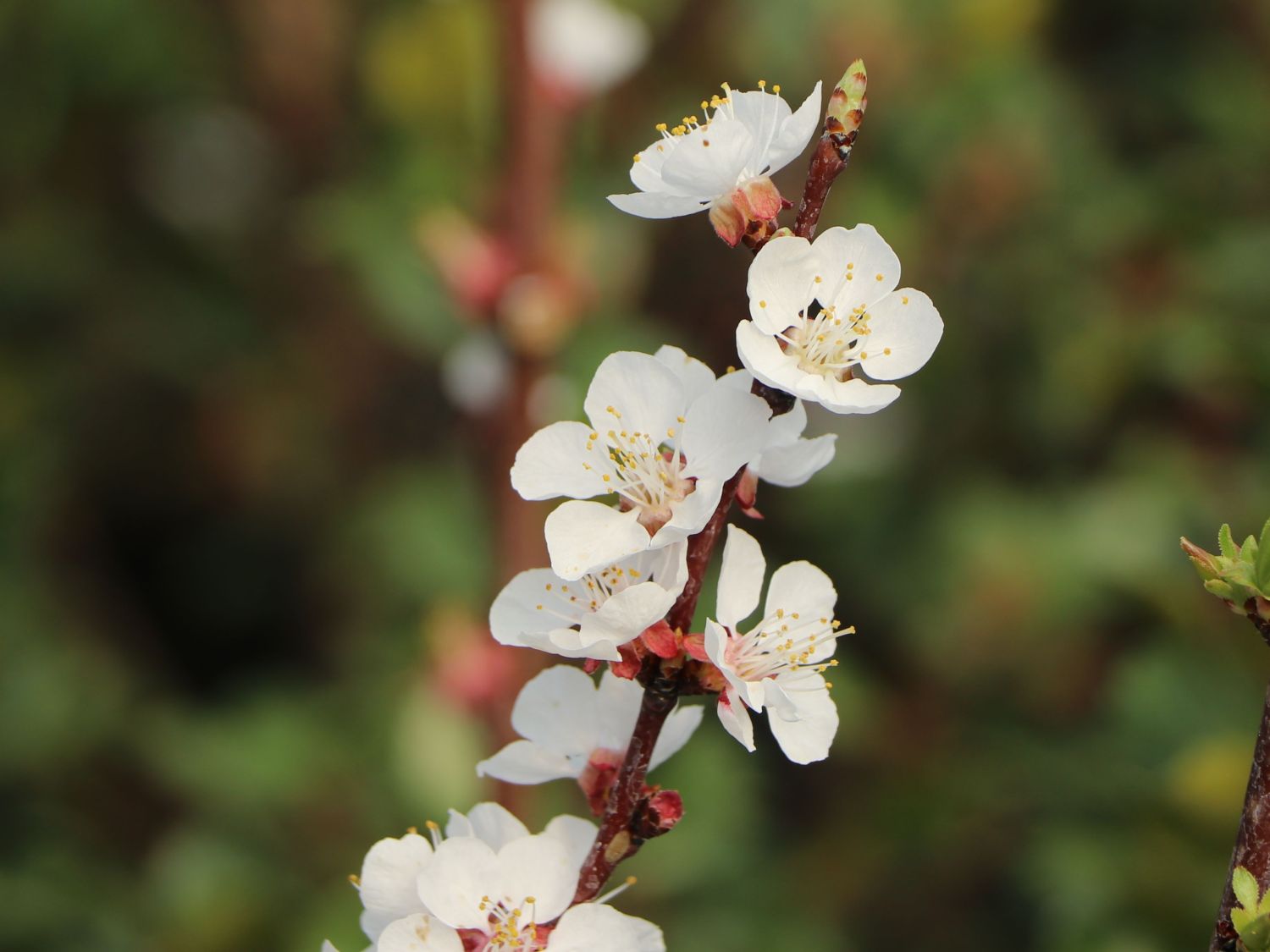 Aprikose 'Säulenaprikose' - Prunus 'Säulenaprikose' - Baumschule Horstmann
