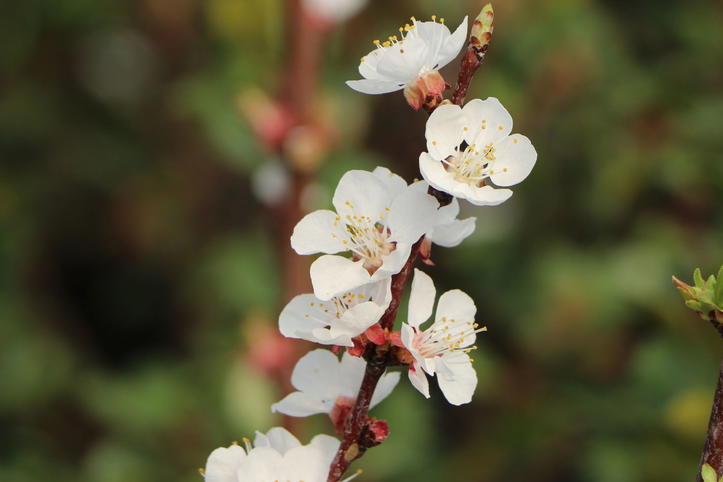 Aprikose 'Säulenaprikose' - Prunus 'Säulenaprikose' - Baumschule Horstmann