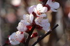 Aprikose 'Ungarische Beste' - Prunus armeniaca 'Ungarische Beste'