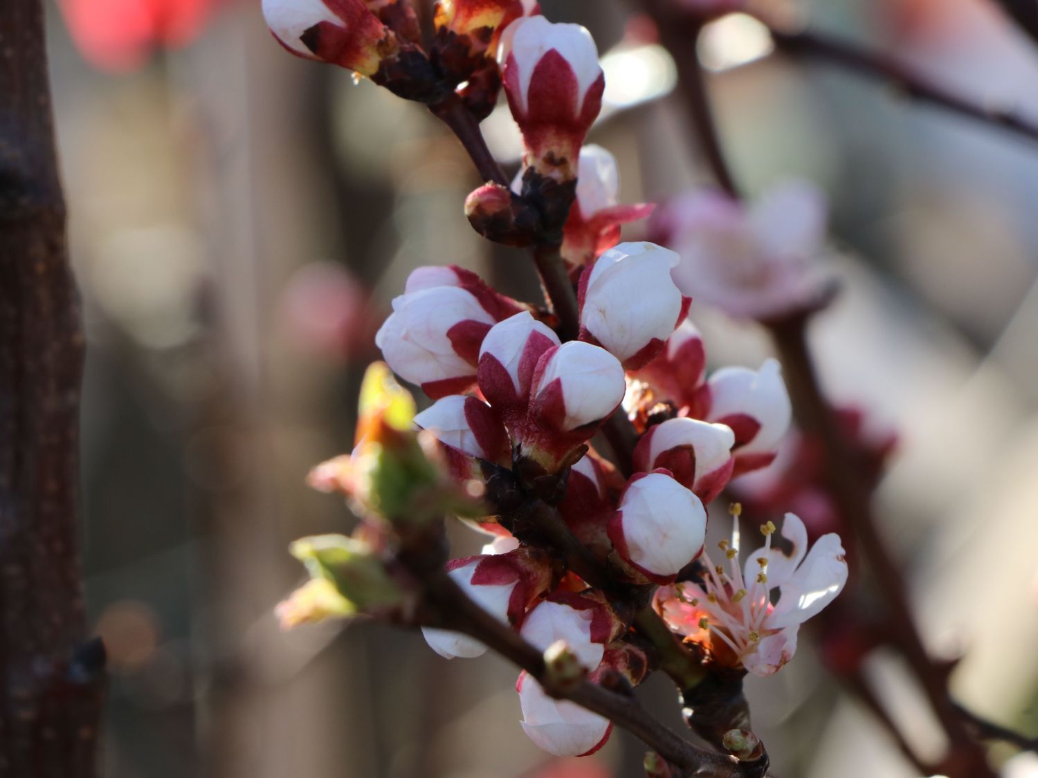 Aprikose 'Ungarische Beste' - Prunus armeniaca 'Ungarische Beste'