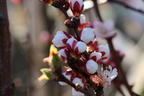 Aprikose 'Ungarische Beste' - Prunus armeniaca 'Ungarische Beste'