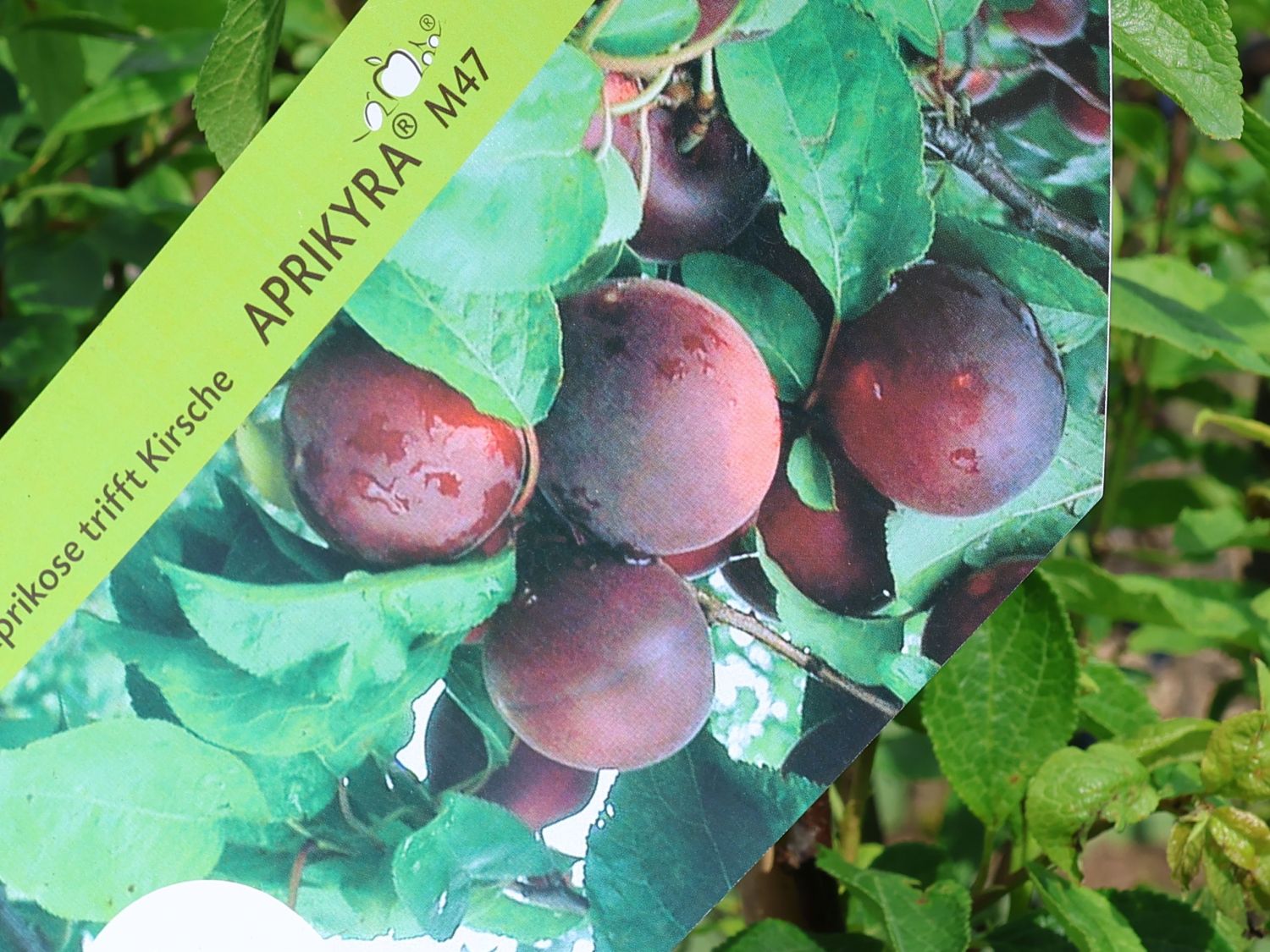 Aprikosen-Kirsche 'Aprikyra' ®