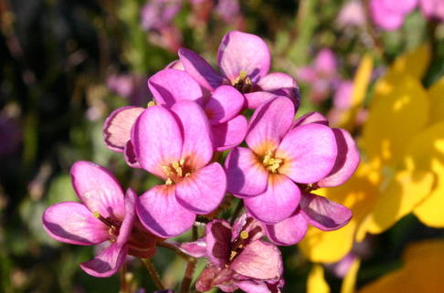 Arends-Gänsekresse 'Compinkie' - Arabis x arendsii 'Compinkie'