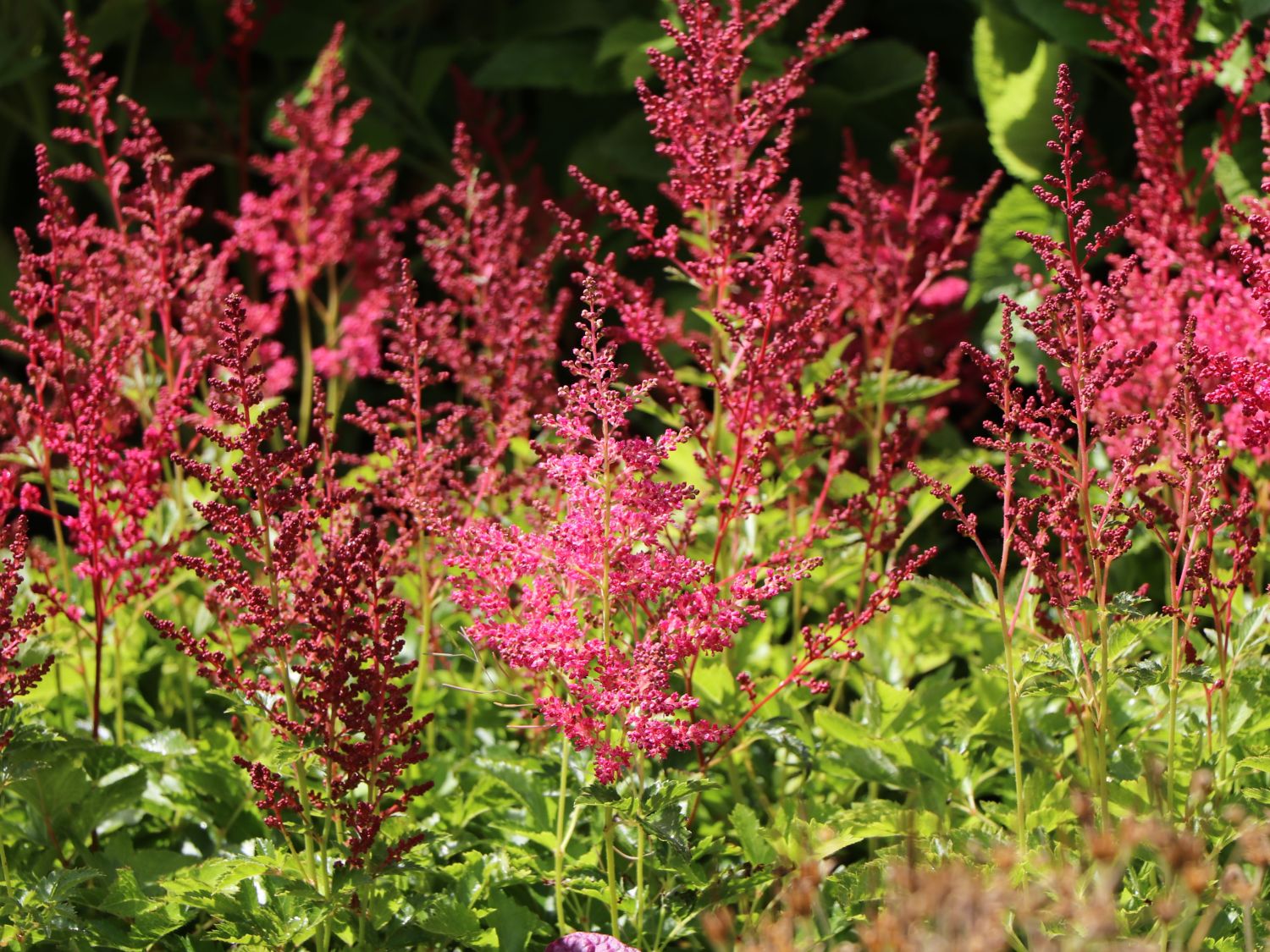 Arends-Prachtspiere 'Astary Red' ®