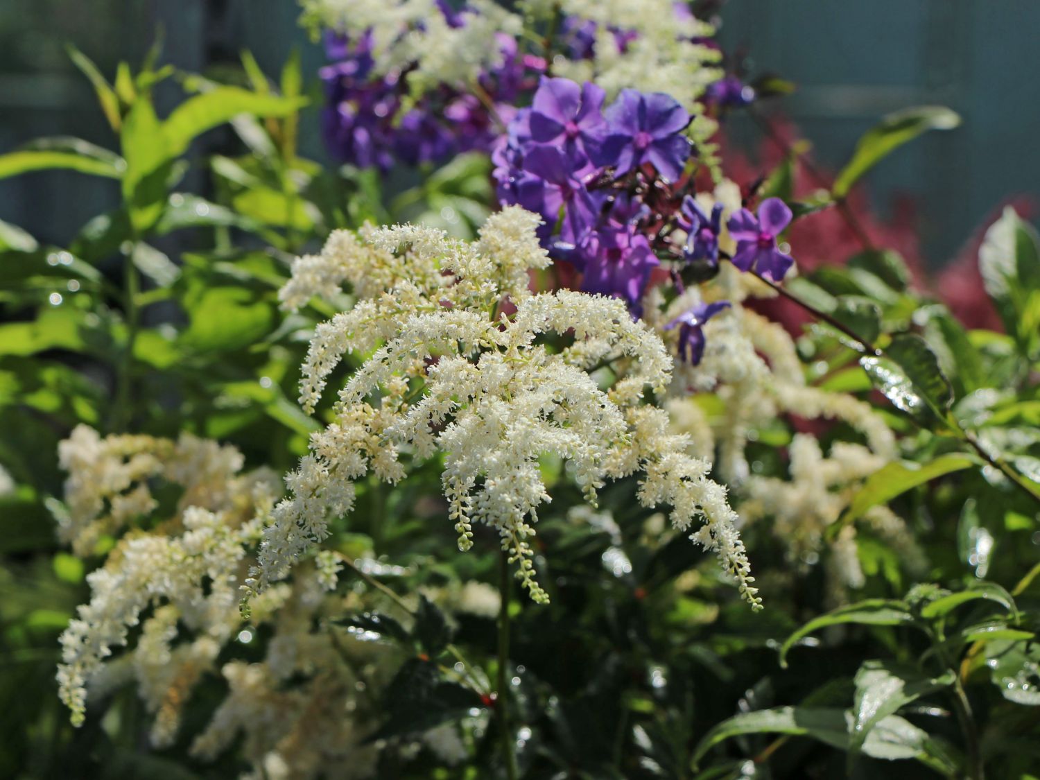 Arends Prachtspiere 'Astary White' ®