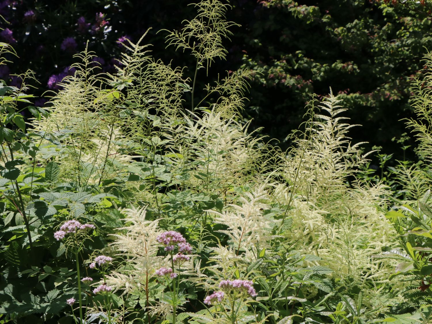 Arends Prachtspiere 'Brautschleier' - Astilbe x arendsii 'Brautschleier'