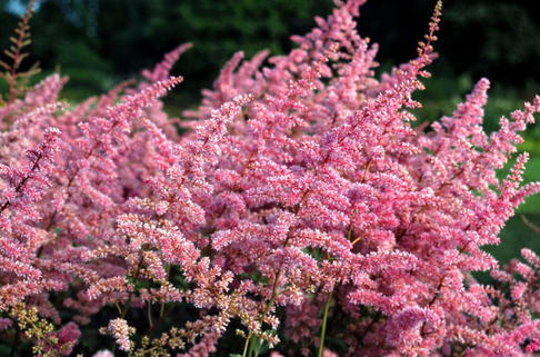 Arends Prachtspiere 'Cattleya' - Astilbe x arendsii 'Cattleya'