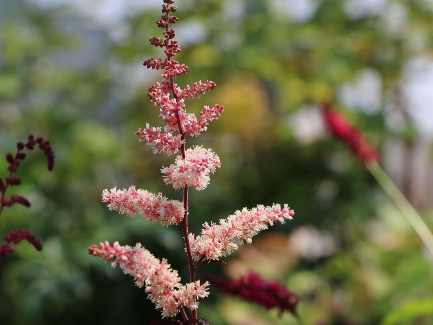 Arends Prachtspiere 'Chocolate Shogun' ® - Astilbe x arendsii 'Chocolate Shogun' ®